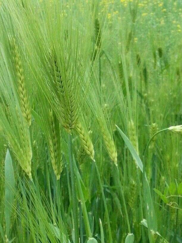 쌀과 보리의 궁합 쌀과 보리의 궁합