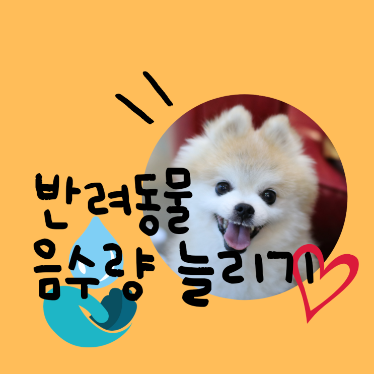  강아지 식탁 원목의 단점 | 강아지 밥그릇 물그릇 위치 바꾸고 음수량 늘리기