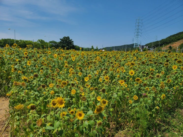 [경기안산플레이스:해바라기] 대부해양관광본부