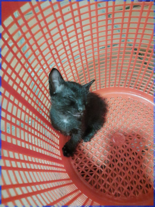  다낭 고양이 탱고야 안녕 