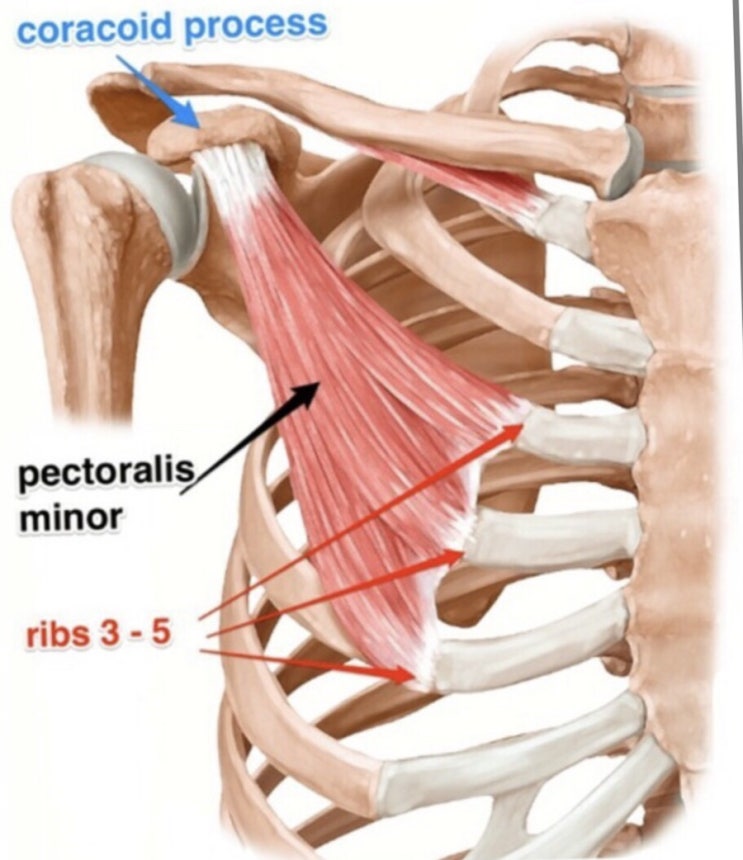  뇌성마비/정상발달 설명해주는 남자 - 가슴근(흉근, pectoralis muscle)과 호흡에 관계