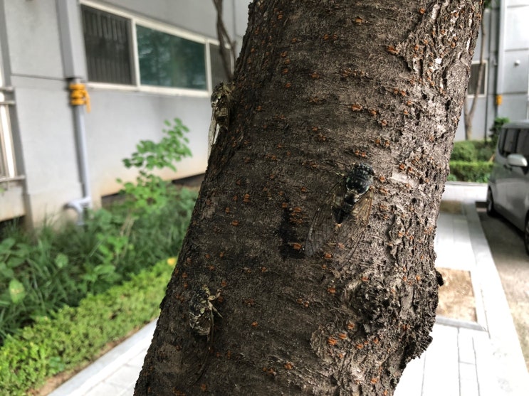  이런저런생각 끄적끄적     매미의 삶