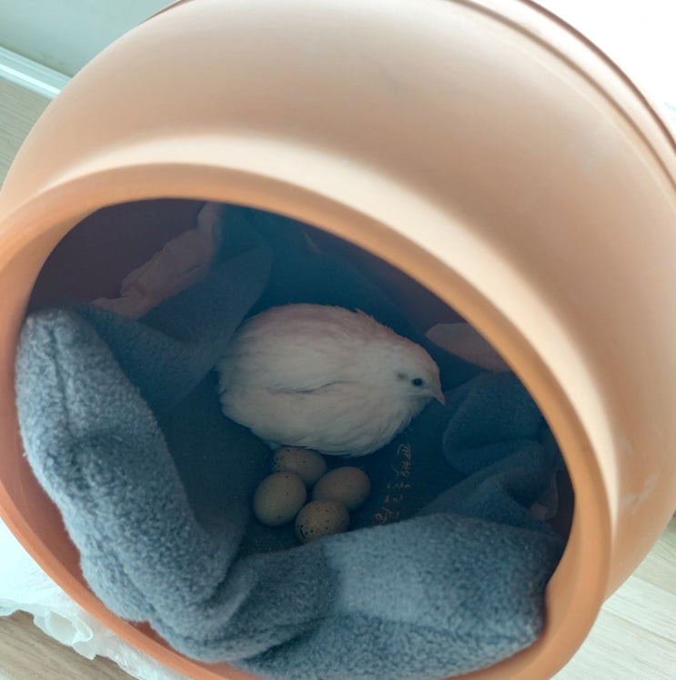  장룡이의 포란1