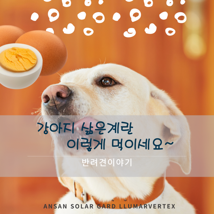  강아지 삶은계란/날달걀 먹어도 될까요?한방에 정리!