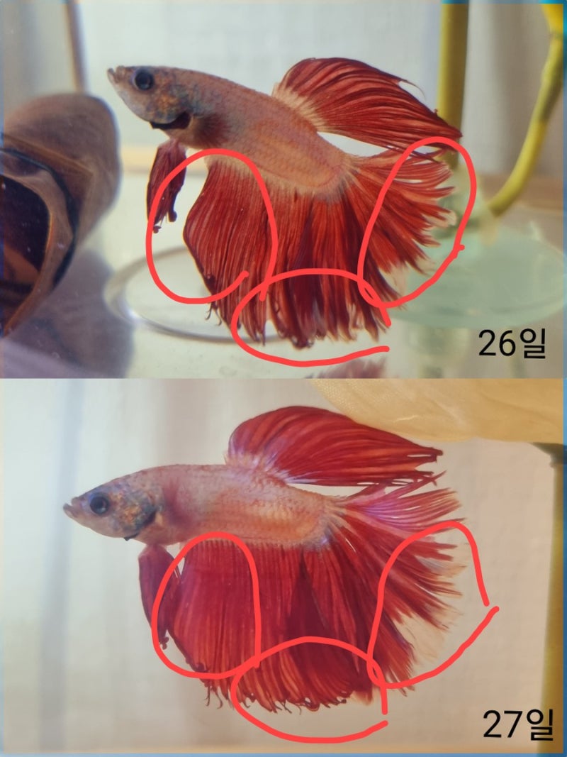 패더테일 하프문베타 꼬리말림 치료 10일째 변화과정 공개 : 네이버 블로그, image size:800x1067