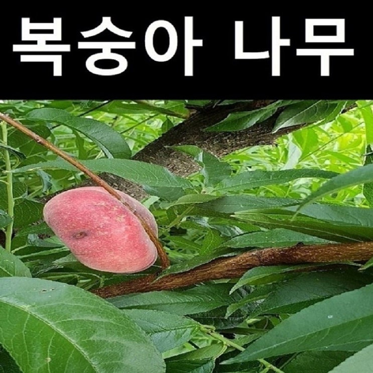 가성비 좋은 꿈의과일마을 거반도복숭아 납작복숭아 접목1년생 좋아요