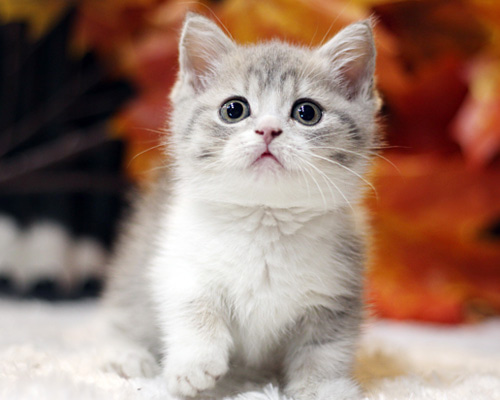 고양이로 태어난다면, CATS MBTI 결과는 먼치킨! 스코티시 폴드 이리오고 러시안블루 저리가고 고양이로 태어난다면, CATS MBTI 결과는 먼치킨! 스코티시 폴드 이리오고 러시안블루 저리가고