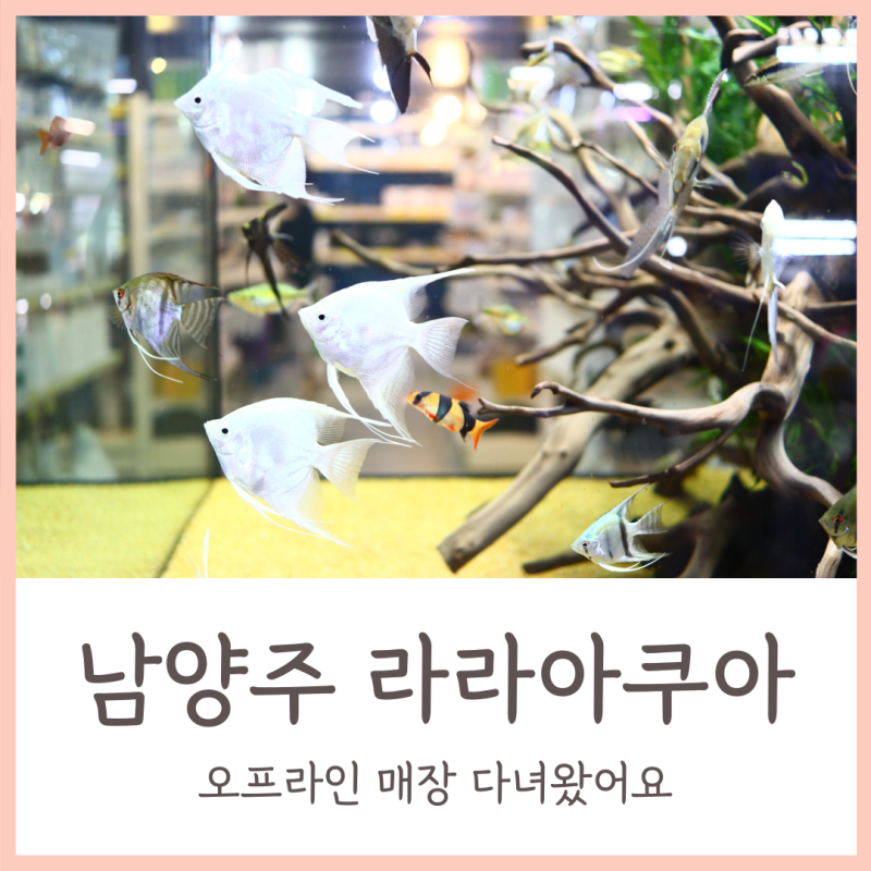남양주 수족관 라라아쿠아 오프라인 매장 다녀왔어요 : 네이버 블로그