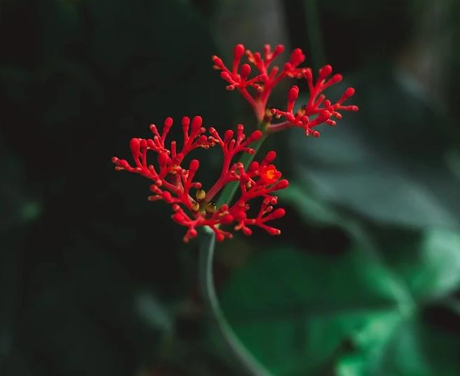  명탐정 코난 시즌 5   3화 자막 다운로드