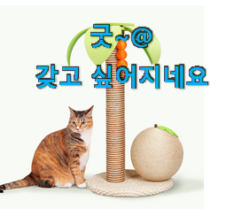 선물같은 선인장캣타워 좋은 아이템 부장님이 추천했어요. 선물같은 선인장캣타워 좋은 아이템 부장님이 추천했어요.