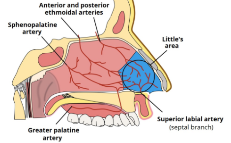 코피, 비출혈, Epistaxis