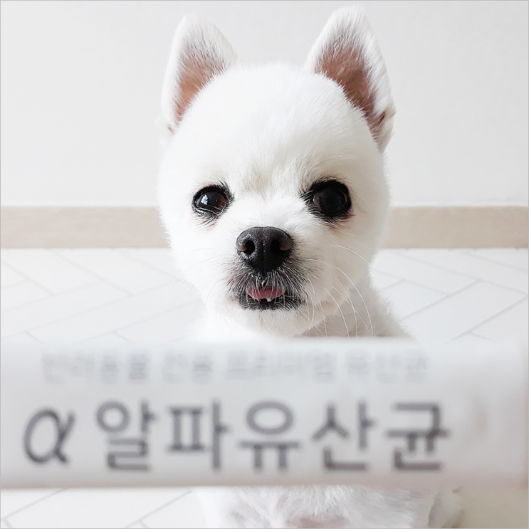  강아지 장을 생각한 바른영양연구소 알파