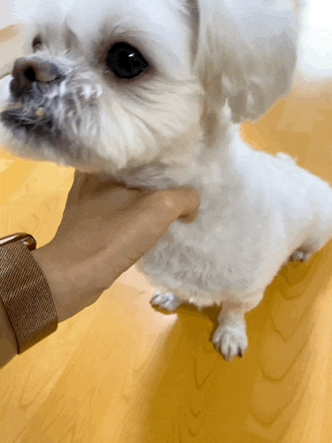 말티츄 꼬까미의 여름나기 말티츄 꼬까미의 여름나기