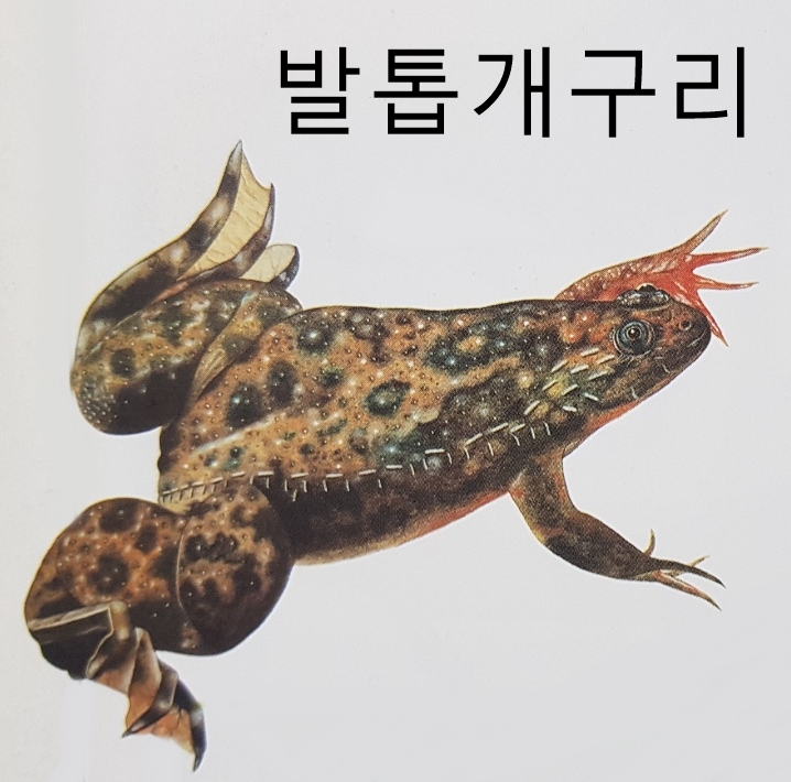  개구리와 두꺼비 종류 특징 알 먹이