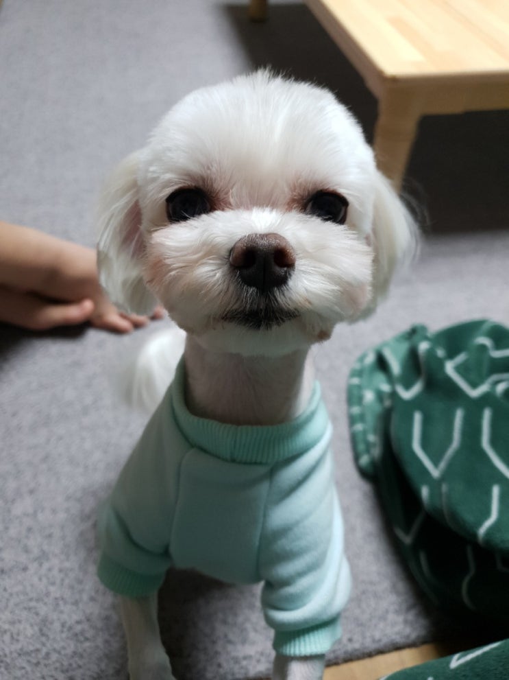  몽이의 before/after