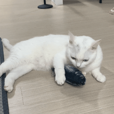 딩동펫 파닥피쉬, 우리 심심한 고양이 체리의 친구가 되어줘!