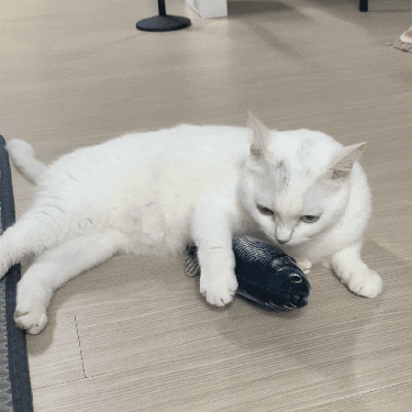 딩동펫 파닥피쉬, 우리 심심한 고양이 체리의 친구가 되어줘!