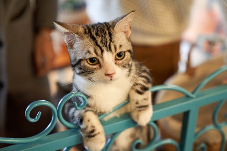  내가 고양이로 태어난다면?mbti 고양이 테스트