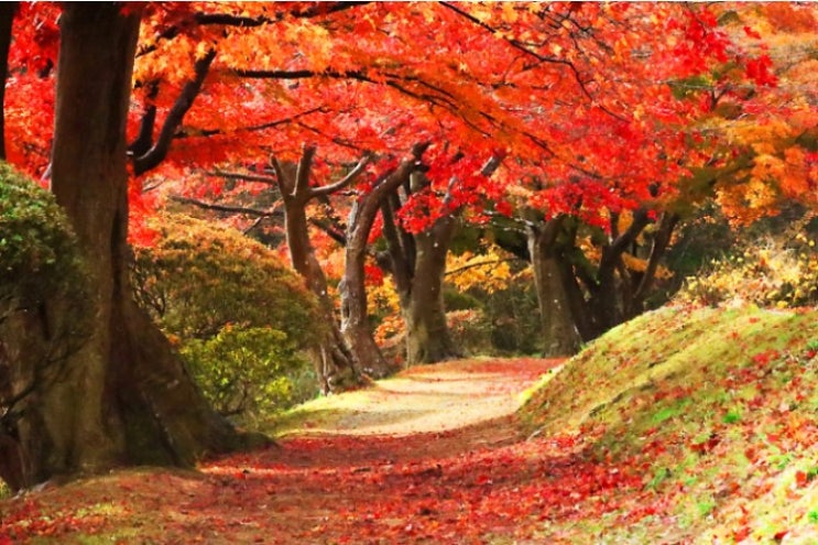 일본여행 가을 단풍 놀이 구경 의미와 장소 전국 단풍시기 정보