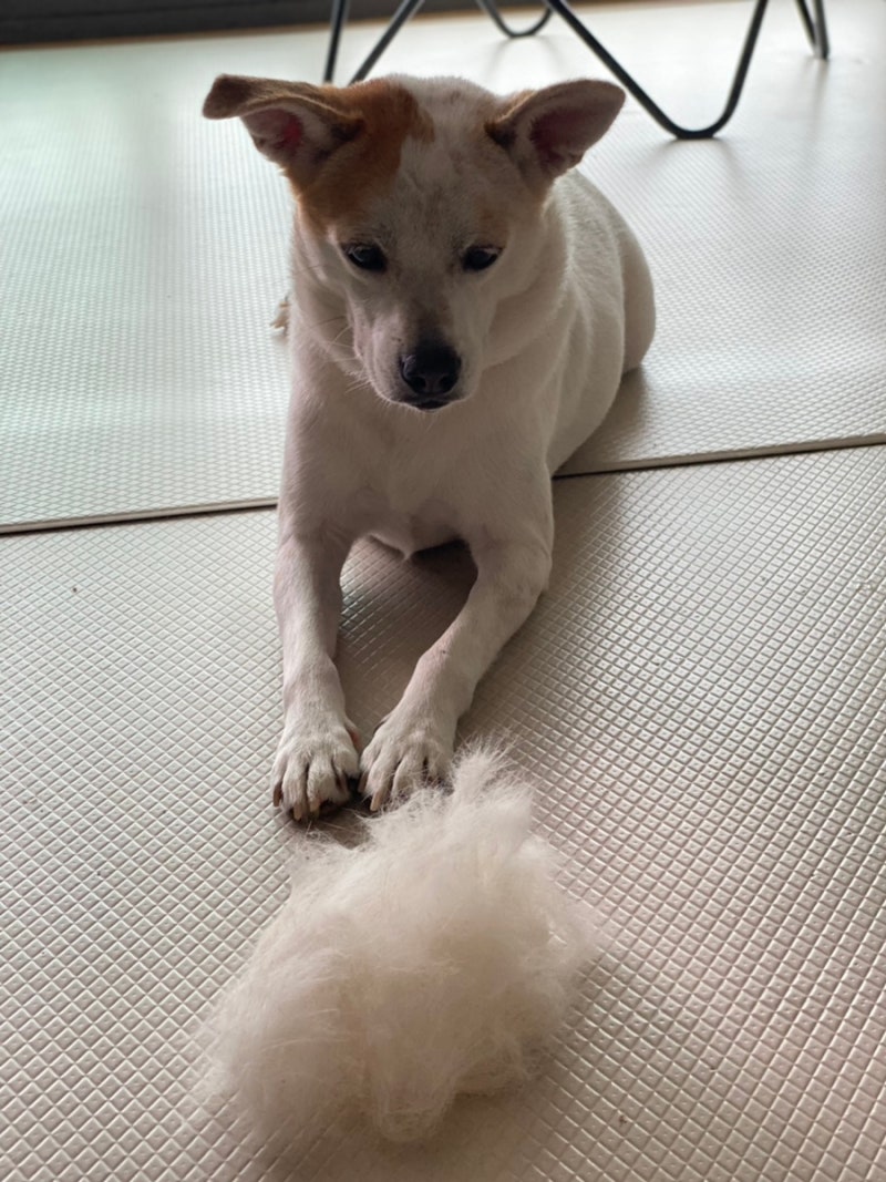 털 빠짐 원인이 강아지 농피증 모낭충 쿠싱증후군 일 수 있어요! : 네이버 블로그, image size:800x1067