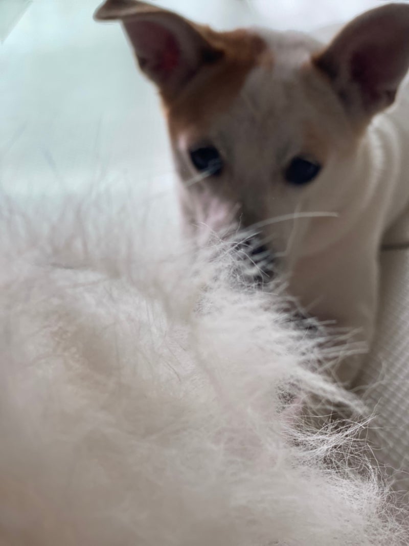 털 빠짐 원인이 강아지 농피증 모낭충 쿠싱증후군 일 수 있어요! : 네이버 블로그, image size:800x1067