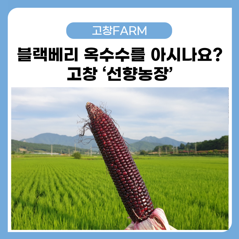 블랙베리 옥수수를 아시나요? 고창 '선향농장'