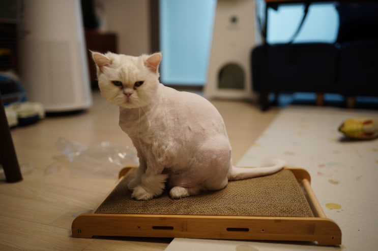  멍묘인 고양이 스크래쳐를 사용해보았습니다.