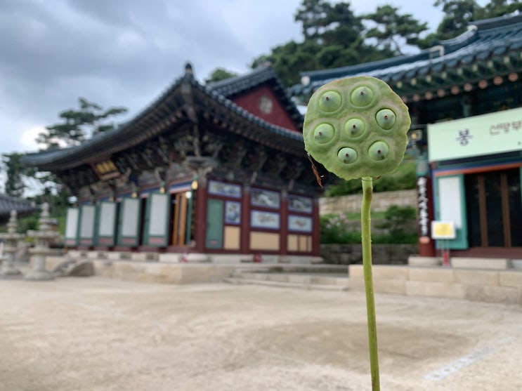  여름날 진관사에서 기도
