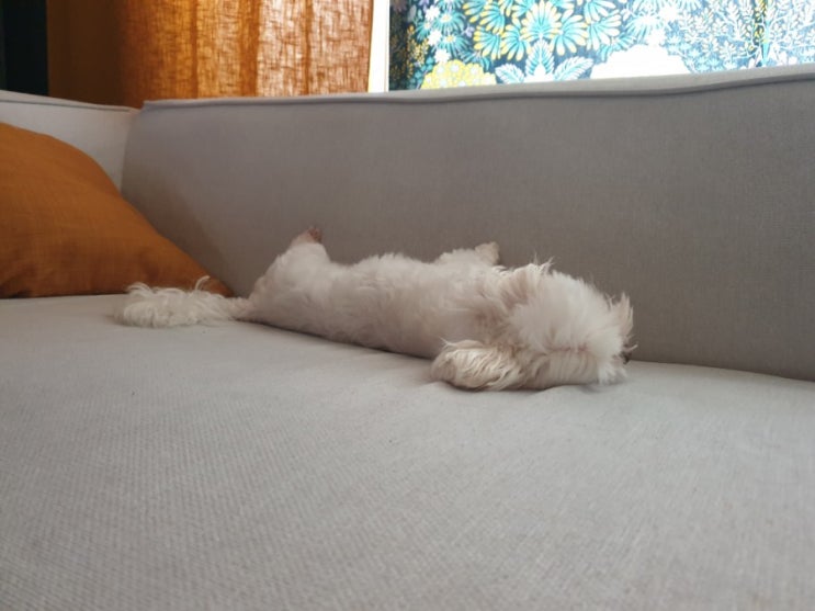  상전이 따로