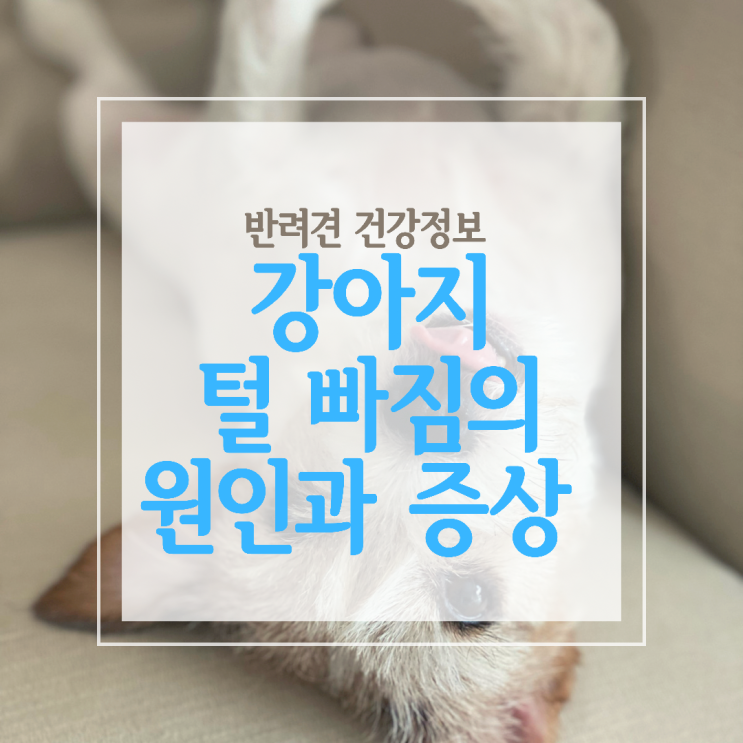  털 빠짐 원인이 강아지 농피증 모낭충 쿠싱증후군 일 수 있어요!