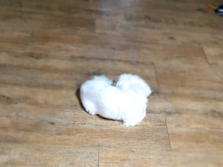  애미가 미안하다 용서해다오