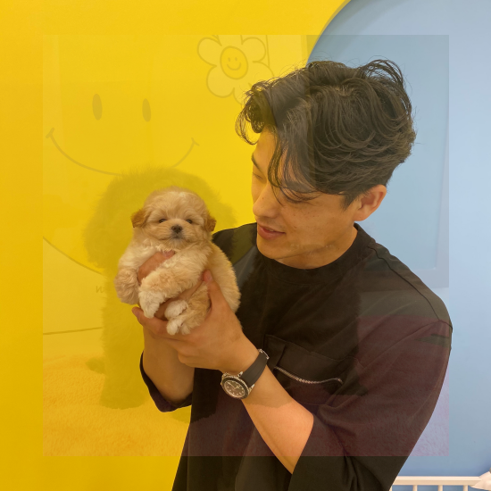  양산포메분양 꼼꼼하게 비교해봐야