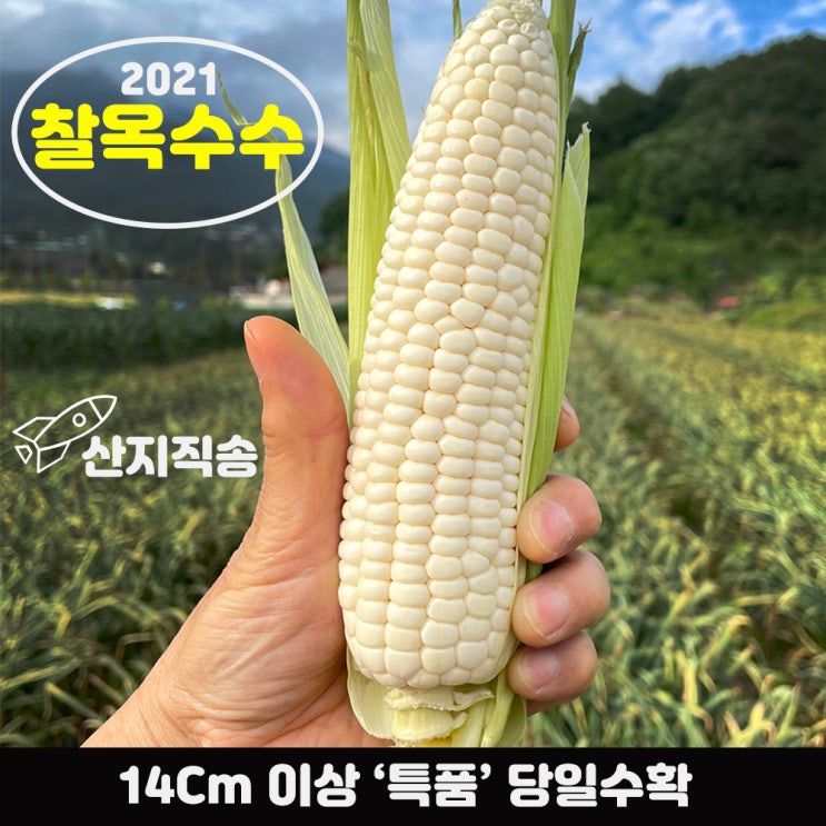 요즘 인기있는 옥수수 강원도 찰옥수수 쫀득쫀득 햇옥수수 초당옥수수 특품 14cm이상 미백 옥수수 생옥수수 대학 옥수수 흑찰옥수수, 특품 10개 추천합니다 요즘 인기있는 옥수수 강원도 찰옥수수 쫀득쫀득 햇옥수수 초당옥수수 특품 14cm이상 미백 옥수수 생옥수수 대학 옥수수 흑찰옥수수, 특품 10개 추천합니다