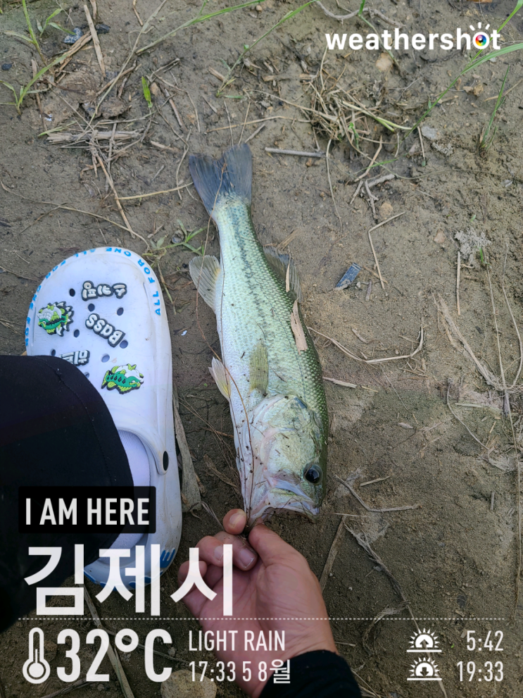  [2021.08.05] 김제시 대율저수지 배스 루어 낚시 워킹 조행기 (Feat. 노싱커, 스피너베이트, 채터베이트)
