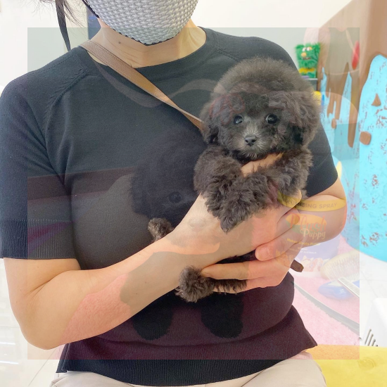  울산포메분양 예쁘다고 덥썩