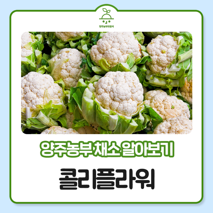  슈퍼푸드 콜리플라워 효능 알아보기~