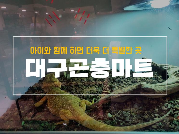  대구곤충마트 방문 후기, 파충류샵으로도 손색없는 곳