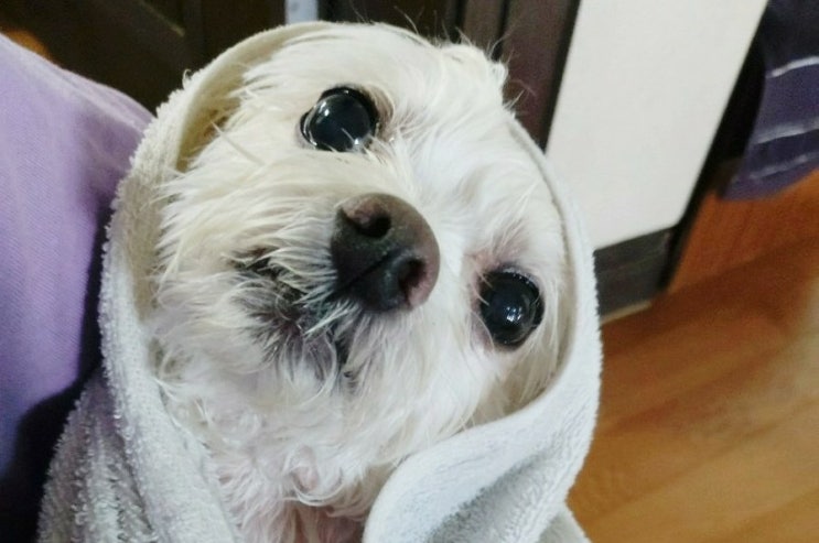 [강아지비누] 산책 후에 수솝 카렌듈라 강아지천연비누로 목욕 멍빨하기