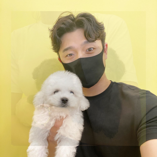  김해토이푸들 너무 귀엽죠?