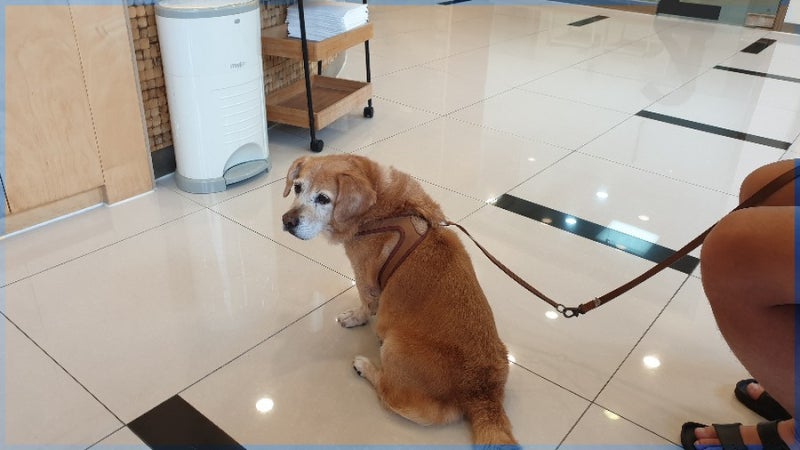 장재영외과동물병원 다리검진 후기 / 3