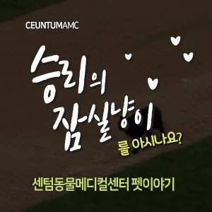  [동물뉴스]승리의 잠실냥이를 아시나요?