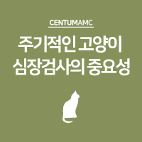  주기적인 고양이 심장검사의 중요성