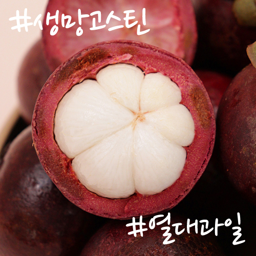 가성비갑 엄선한 태국 생 망고스틴 특과 열대과일의 여왕, 01.특1망(4~8과) 좋아요 가성비갑 엄선한 태국 생 망고스틴 특과 열대과일의 여왕, 01.특1망(4~8과) 좋아요