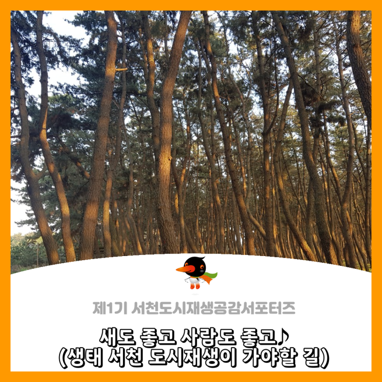  [서천군도시재생공감서포터즈단] 새도 좋고 사람도 좋고 (생태 서천 도시재생이 가야할 길)