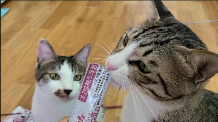  고양이 영양간식 베로베로골드 츄르