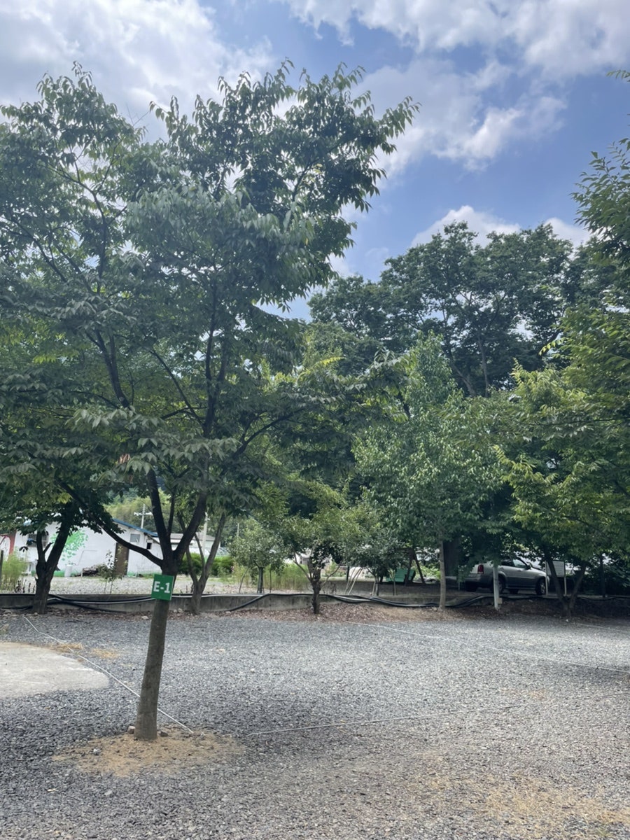 캔우드오토캠핑장 사진 2