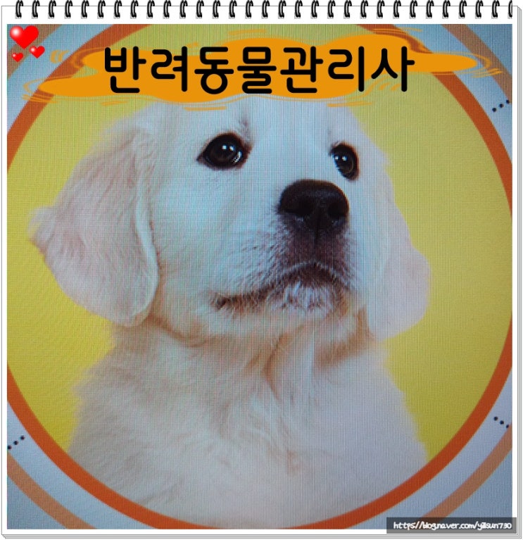  반려동물관리사 교육에서 수익까지 3개월이면 ok