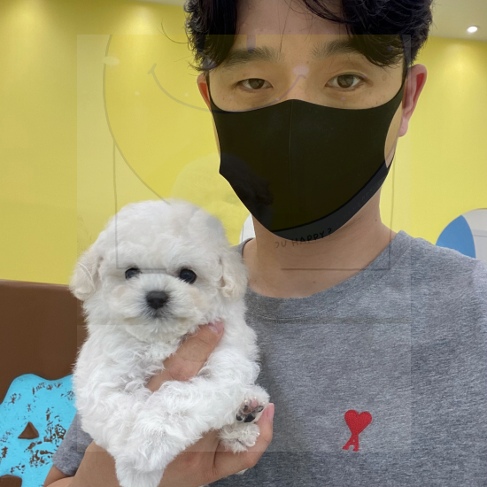  양산말티즈분양 건강체크는 해보셨나요