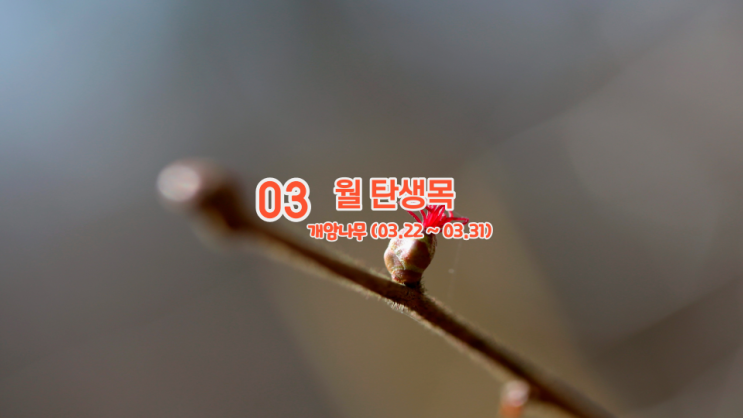  3월 탄생목 개암나무 의미 와 뜻 (03.22~03.31)