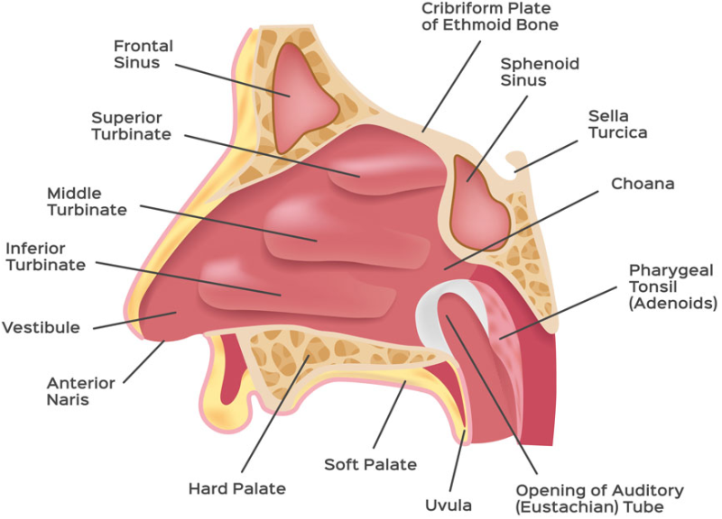 비후성 비염 Hypertrophic rhinitis
